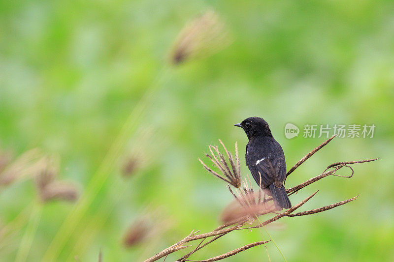 在自然背景上的鸟黑色的图像。Pied Bushchat (Saxicola caprata)。鸟。的动物。